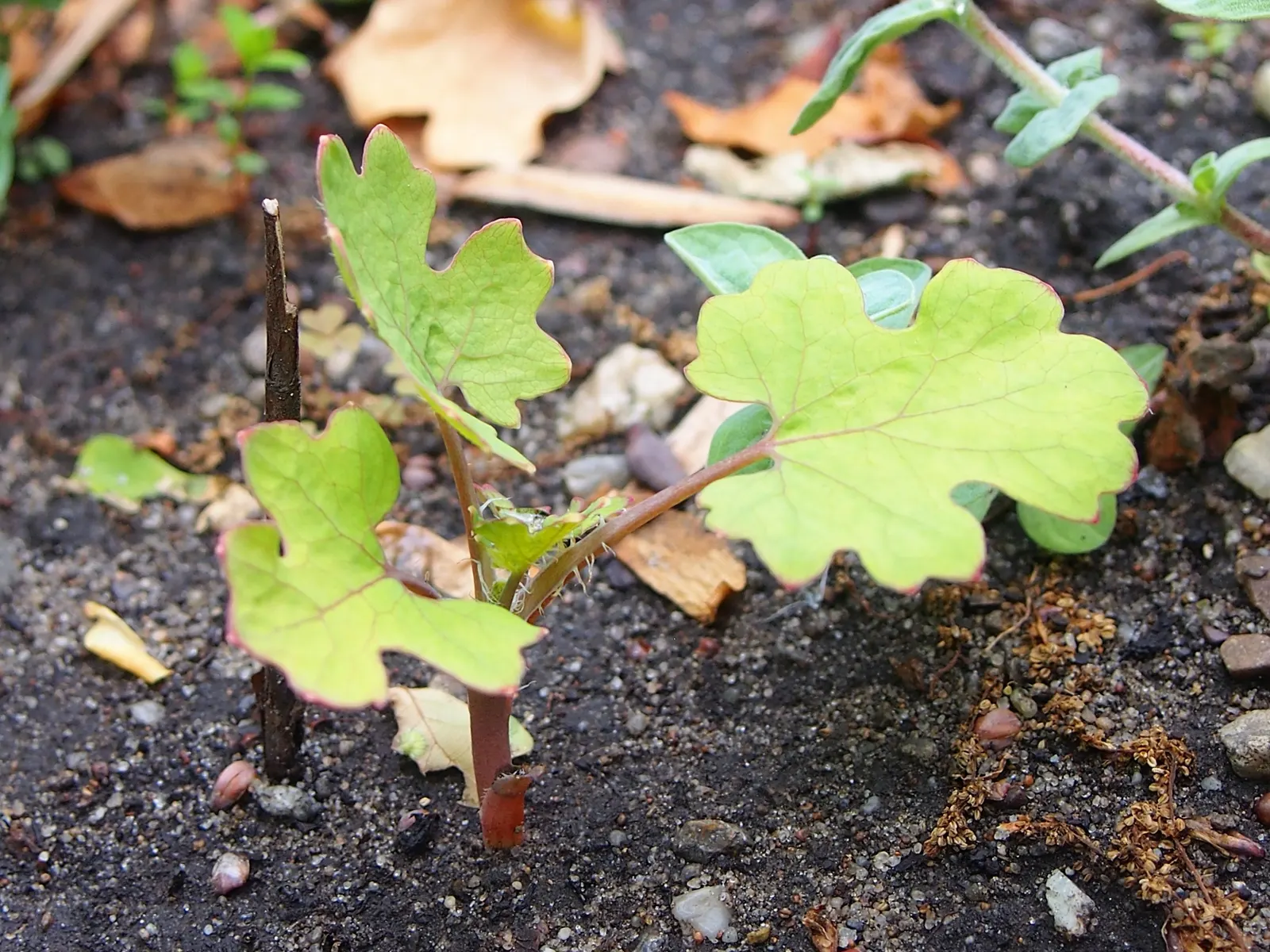 Plume Poppy (Macleaya Cordata) — perennial for full or half