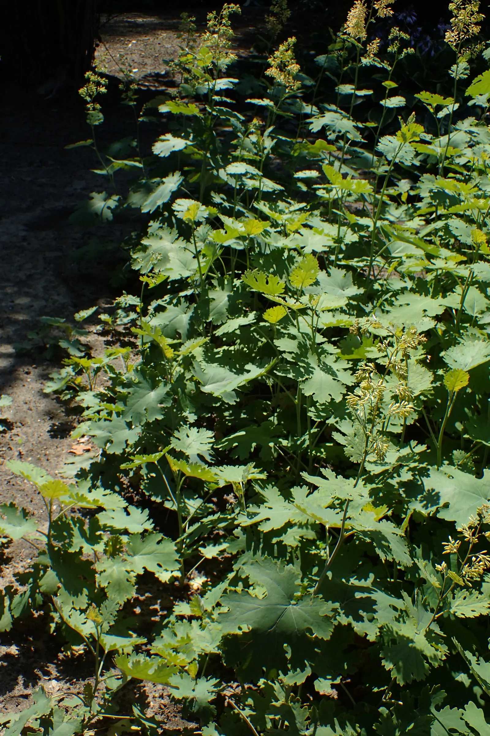 Plume Poppy (Macleaya Cordata) — perennial with white blooms