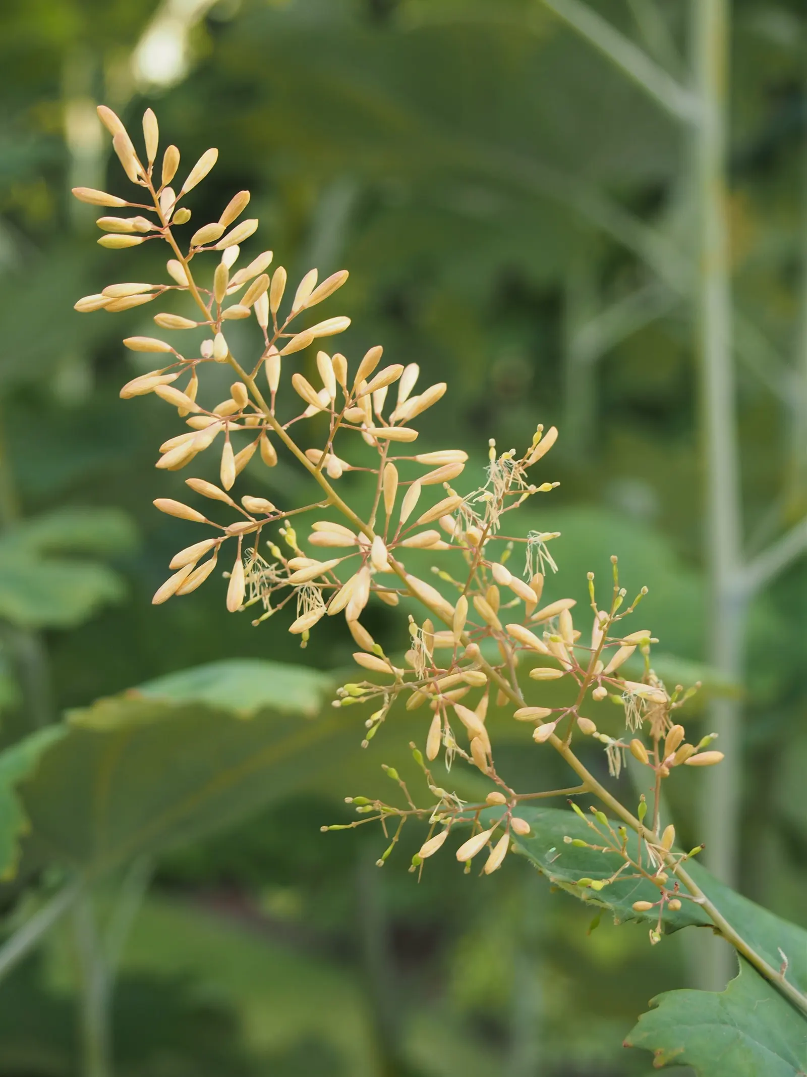 Plume Poppy (Macleaya Cordata) — This low-maintenance plant prefers full sun to partial shade and well-draining soil; ivory to soft pink flowers resembling