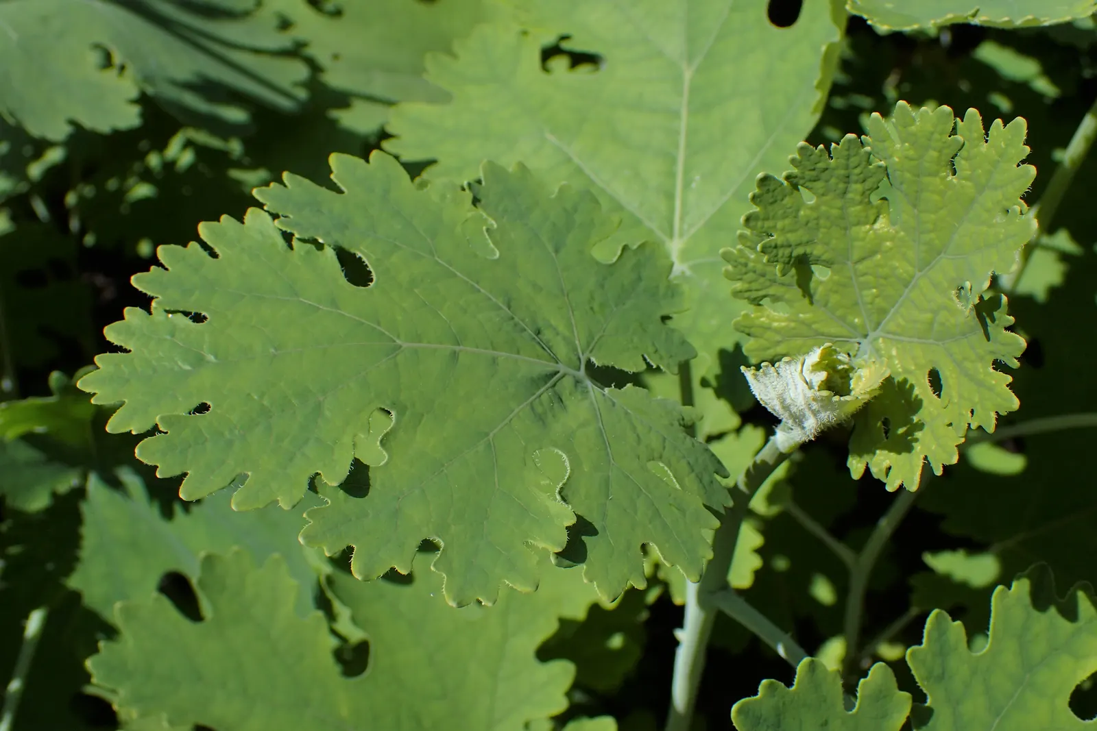 Plume Poppy (Macleaya Cordata) — cloud-like panicles of delicate creamy-white to pale pink blooms; the blooms reach lengths of up to 8 inches, image 71