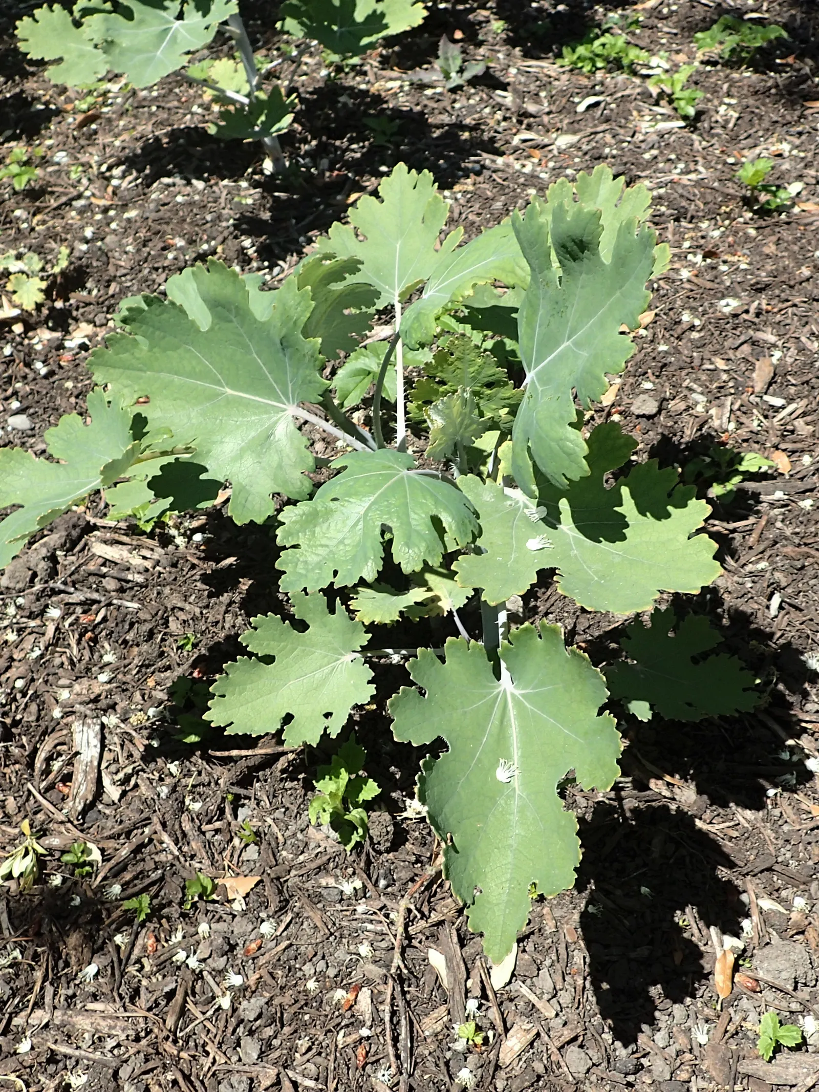 Plume Poppy (Macleaya Cordata) — is an imposing herbaceous perennial that adds an air of drama and fine texture to your garden landscape; easy to care for