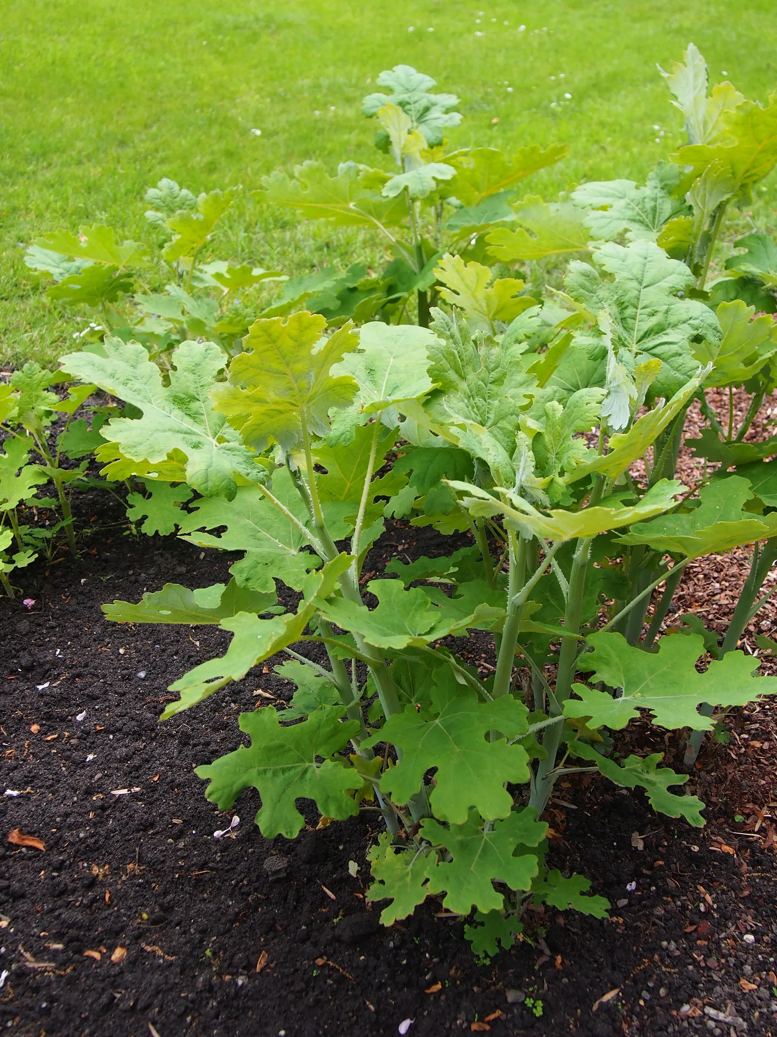 Plume Poppy (Macleaya Cordata) — The leaves are an intricate blue-green; the blooms reach lengths of up to 8 inches