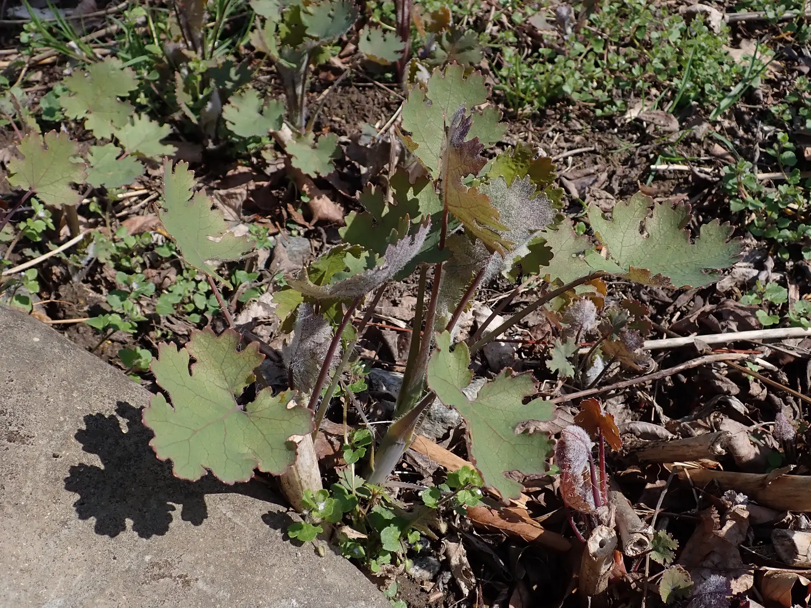 Plume Poppy (Macleaya Cordata) — offering valuable vertical interest.<br><br>Thriving in USDA hardiness zones 3 through 8; the blooms reach lengths of up to 8