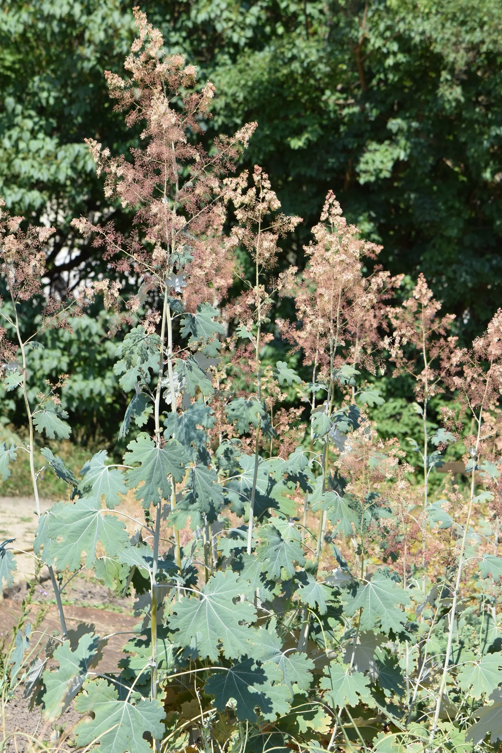 Plume Poppy (Macleaya Cordata) — this stately plant demands attention both for its size and its distinctive foliage