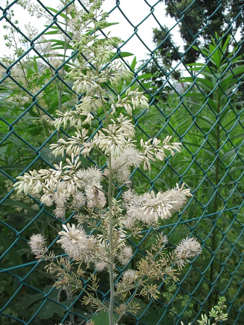 Plume Poppy (Macleaya Cordata) — due to its vigor and stature