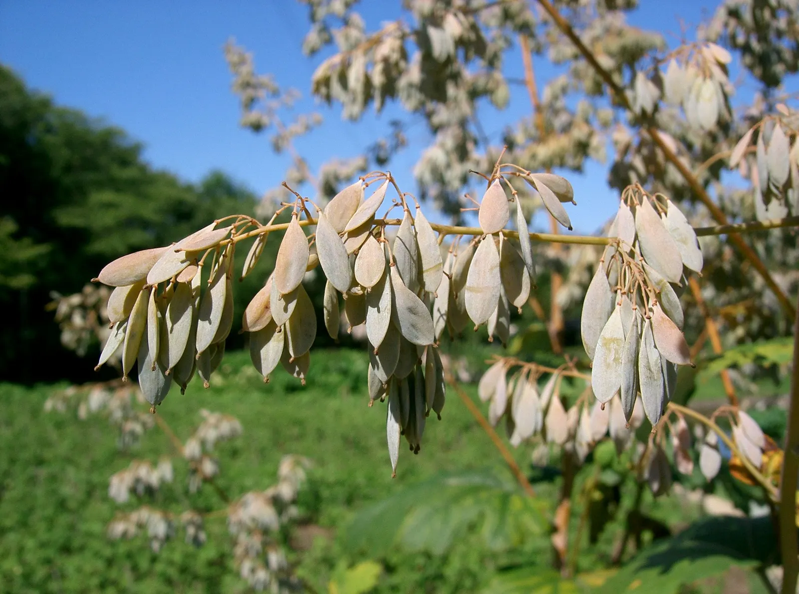 Plume Poppy (Macleaya Cordata) — Flourishing to a height of about 5 to 8 feet with a spread of 2 to 4 feet; ivory to soft pink flowers resembling feathery
