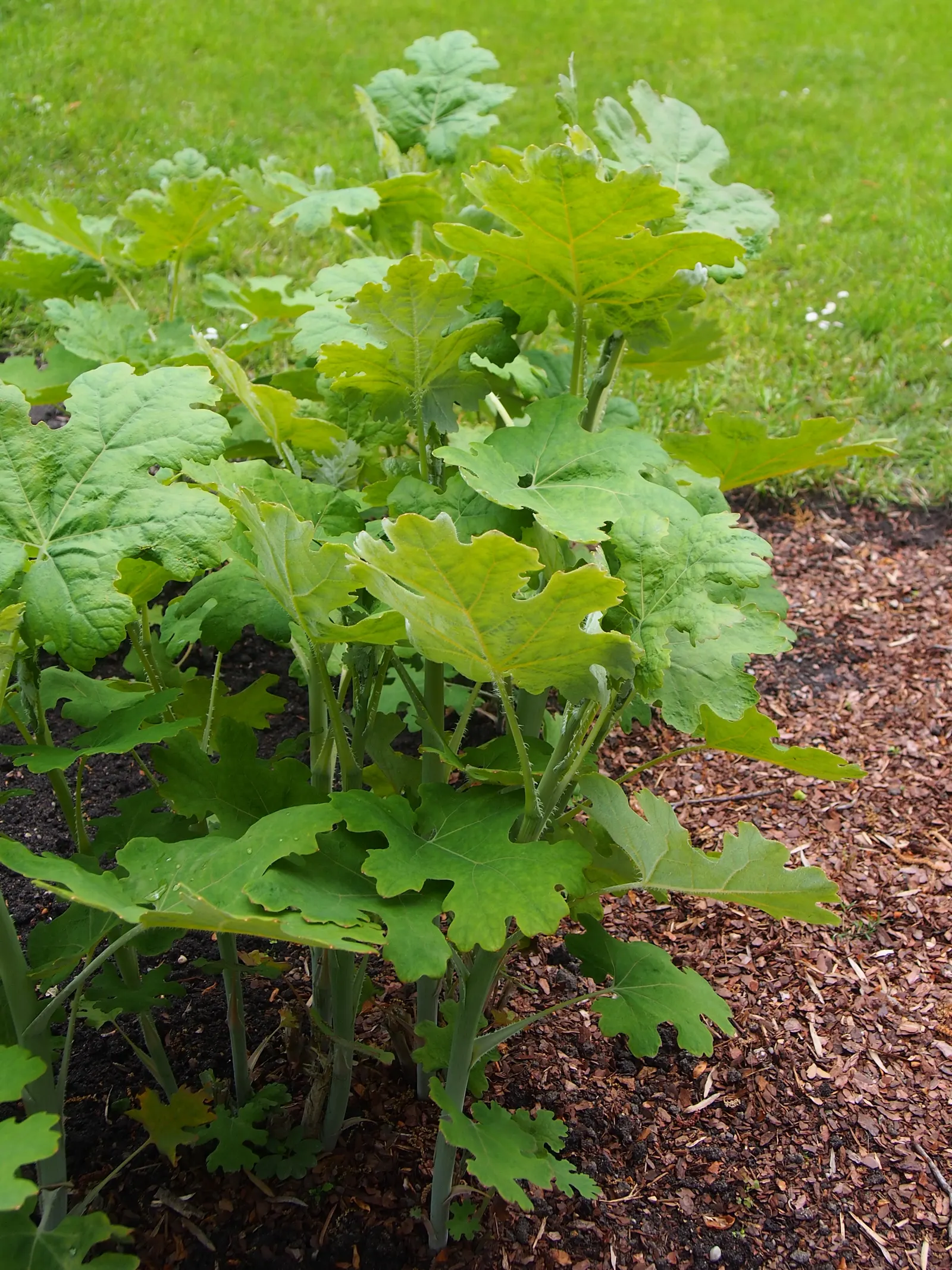 Plume Poppy (Macleaya Cordata) — Flourishing to a height of about 5 to 8 feet with a spread of 2 to 4 feet; ivory to soft pink flowers resembling, image 65