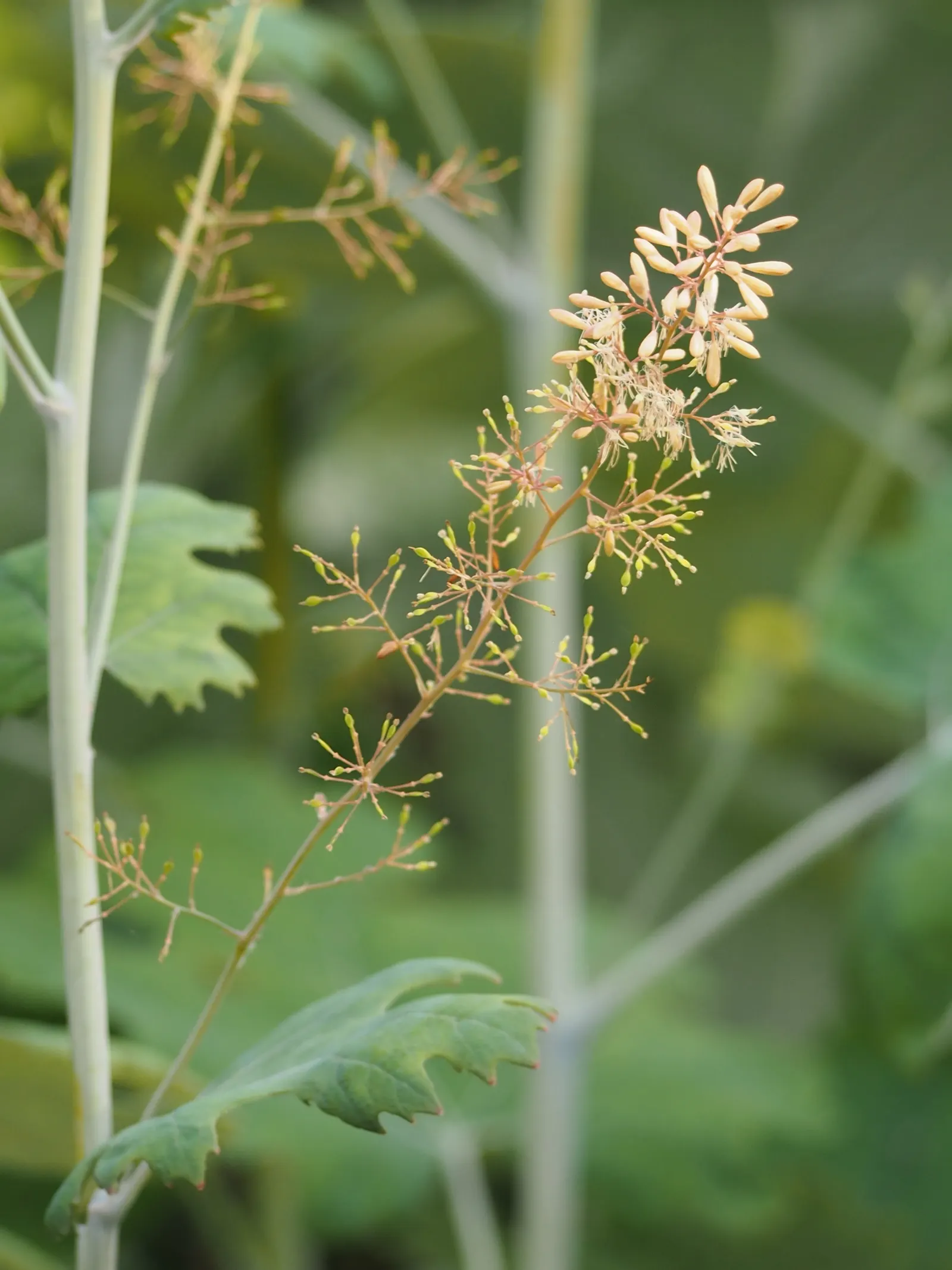 Plume Poppy (Macleaya Cordata) — Plume Poppy (Macleaya cordata) is a towering, herbaceous perennial, reaching 5-8 feet in height