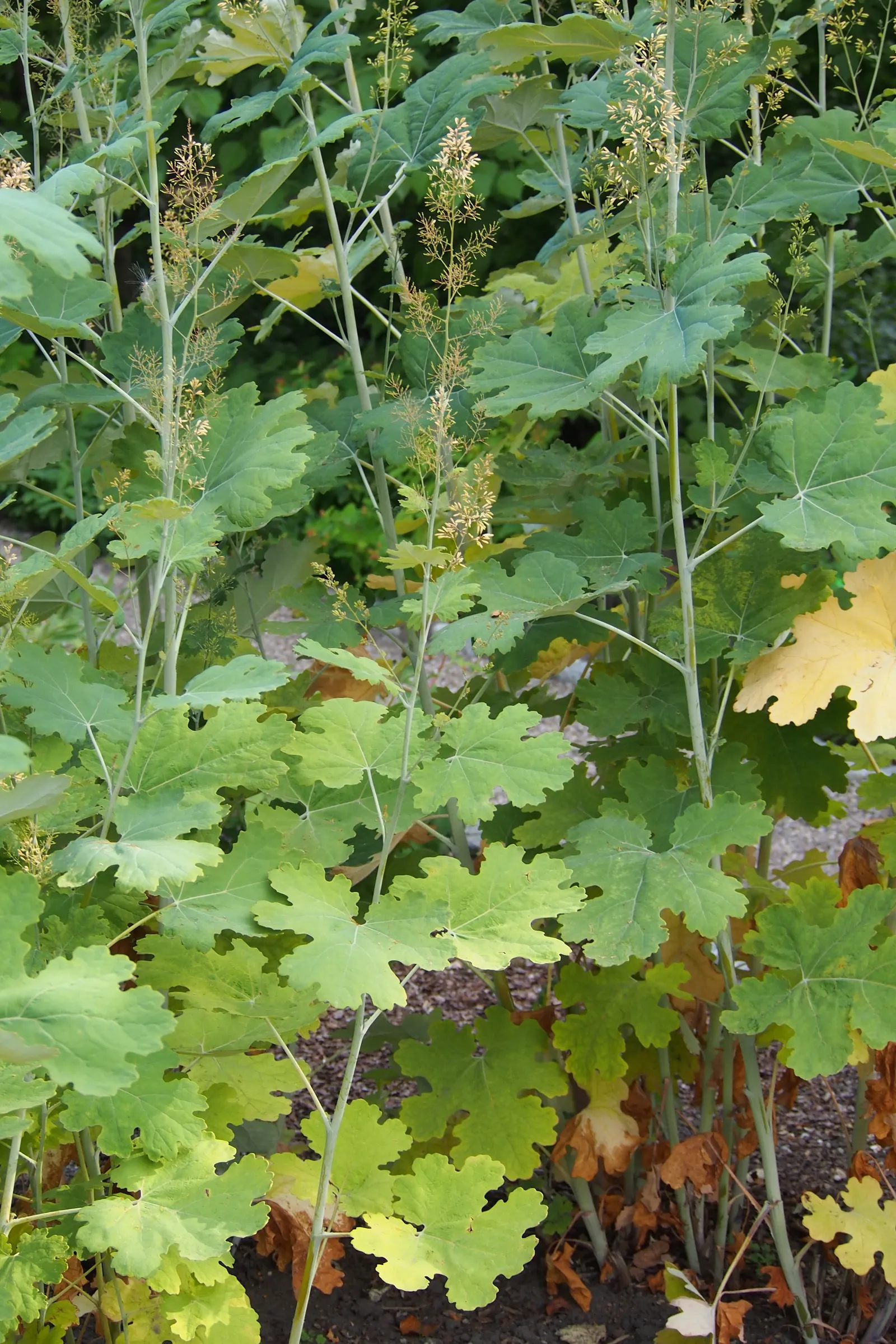 Plume Poppy (Macleaya Cordata) — It's important to note that while the Plume Poppy is moderately drought tolerant; ivory to soft pink flowers resembling