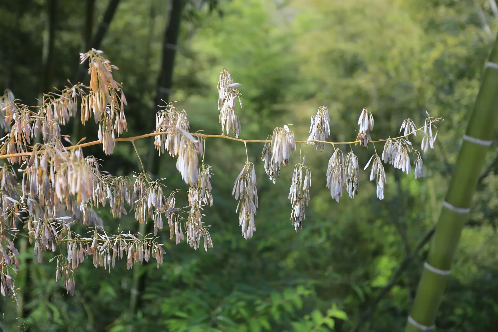 Plume Poppy (Macleaya Cordata) — The leaves are an intricate blue-green; the blooms reach lengths of up to 8 inches, image 67