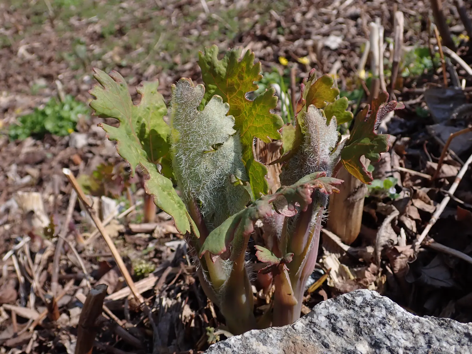 Plume Poppy (Macleaya Cordata) — perennial with white blooms; the blooms reach lengths of up to 8 inches