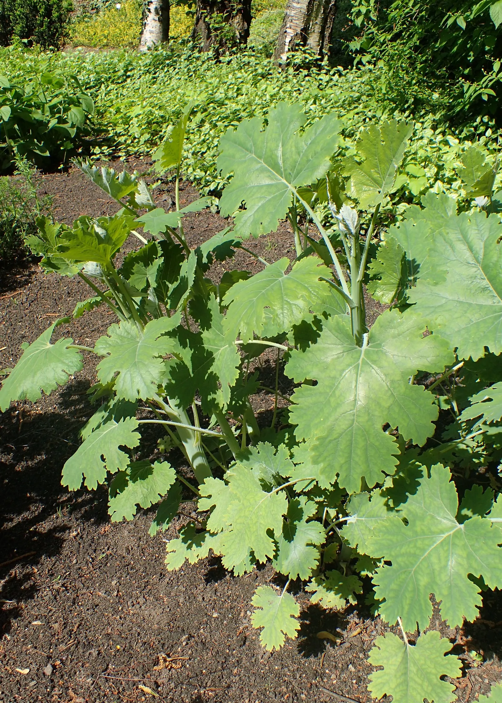 Plume Poppy (Macleaya Cordata) — Its vigorous growth and rhizomatous spread