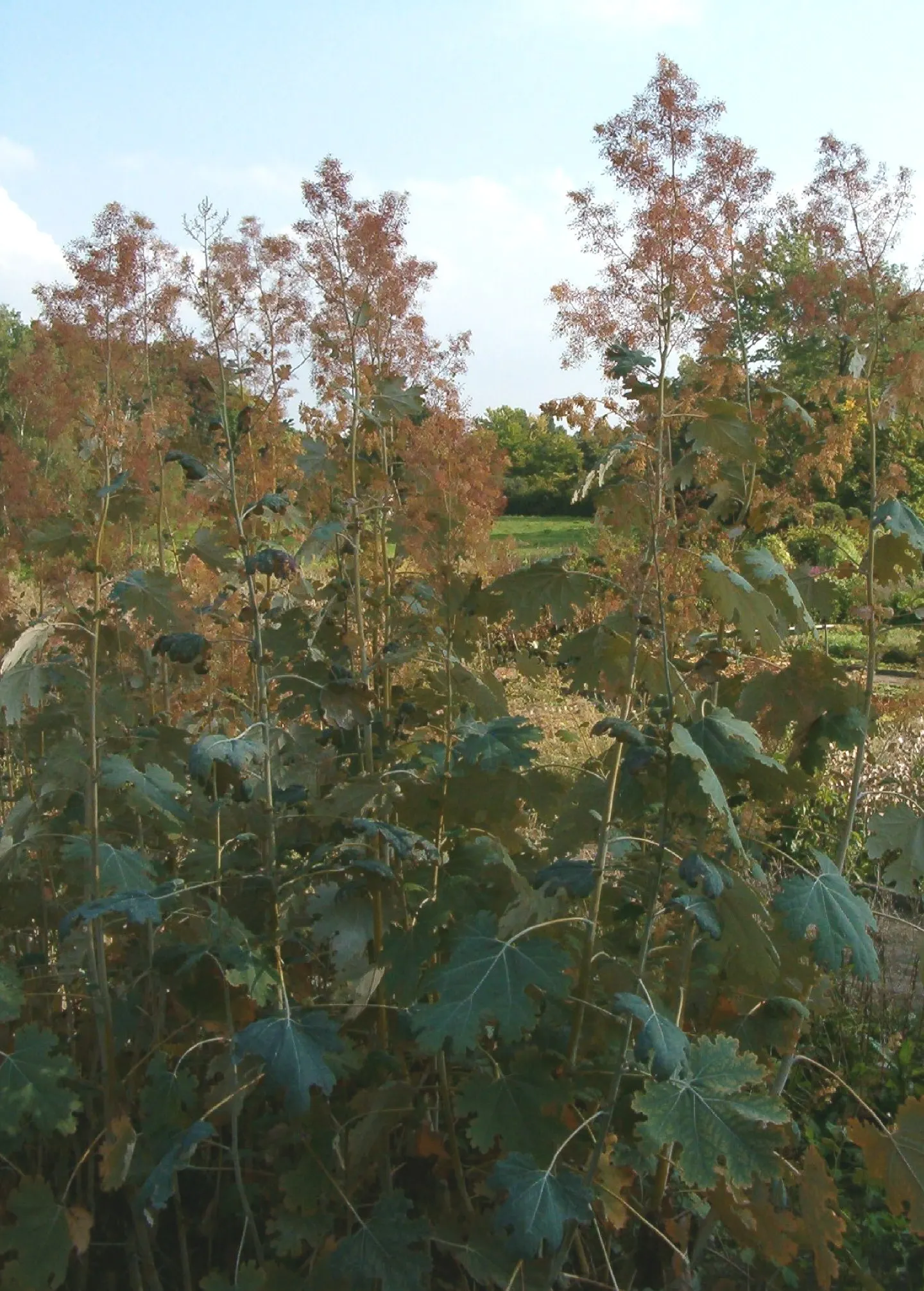 Plume Poppy (Macleaya Cordata) — the Plume Poppy presents airy