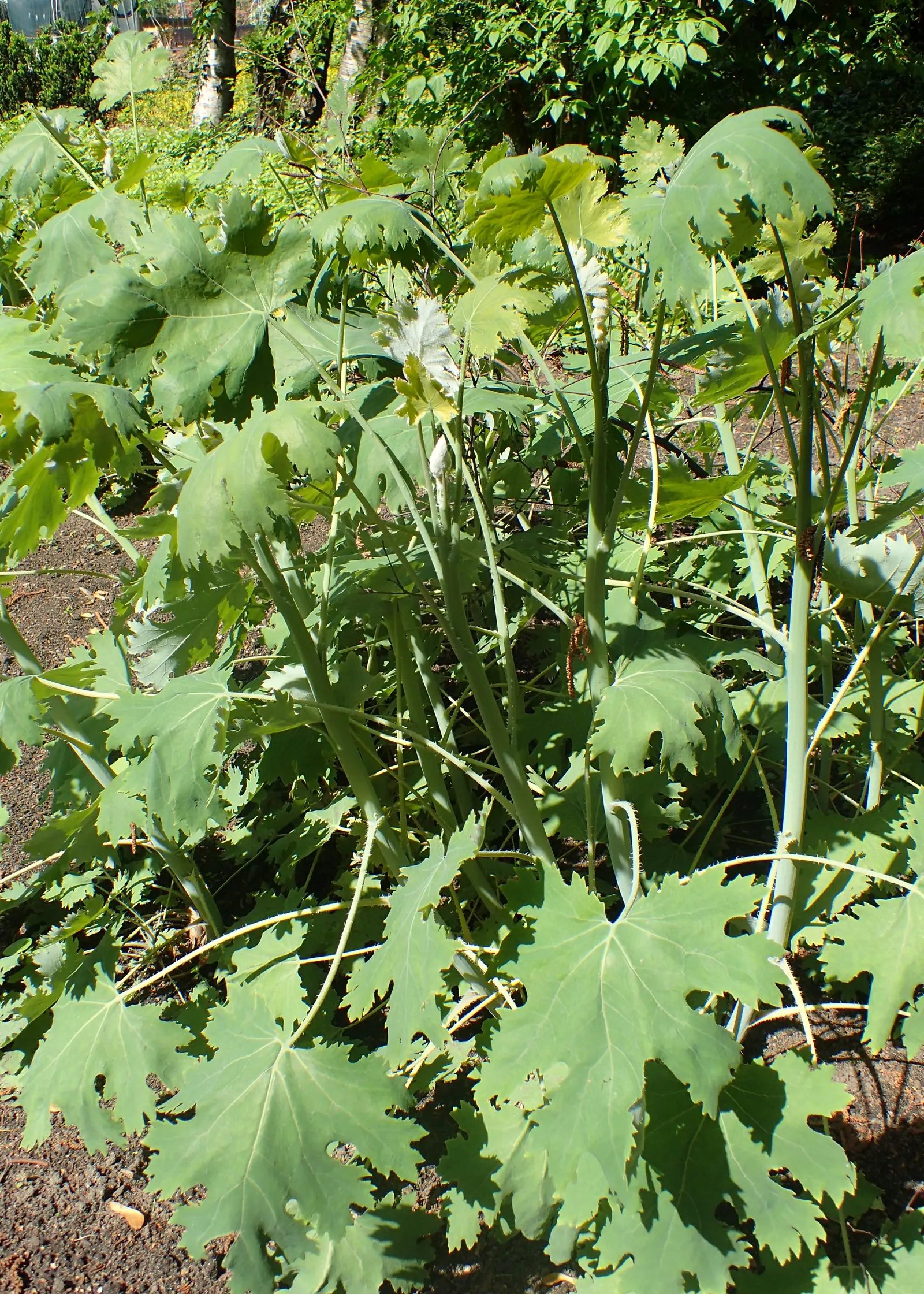 Plume Poppy (Macleaya Cordata) — boasting a lobe-shaped appearance that spans up to 10 inches across; easy to care for, this species provides robust foliage