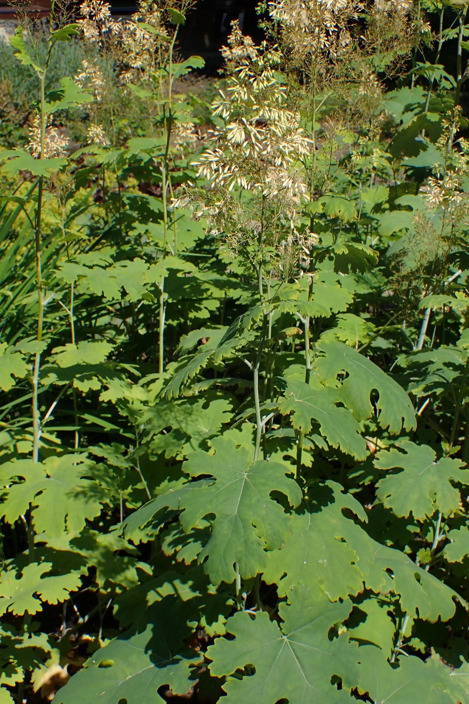 Plume Poppy (Macleaya Cordata) — creating a captivating display that brings a soft contrast to denser plants within the garden; ivory to soft pink flowers