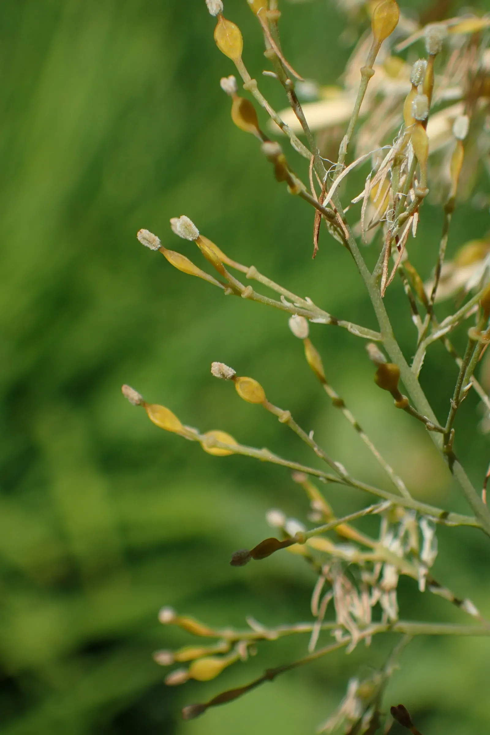 Plume Poppy (Macleaya Cordata) — boasting a lobe-shaped appearance that spans up to 10 inches across; easy to care for, this species provides, image 68