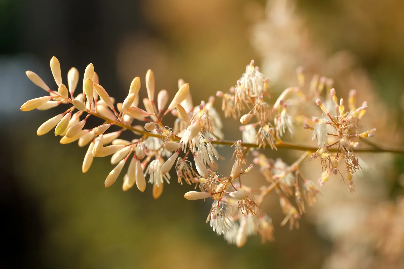 Plume Poppy (Macleaya Cordata) — Flourishing to a height of about 5 to 8 feet with a spread of 2 to 4 feet