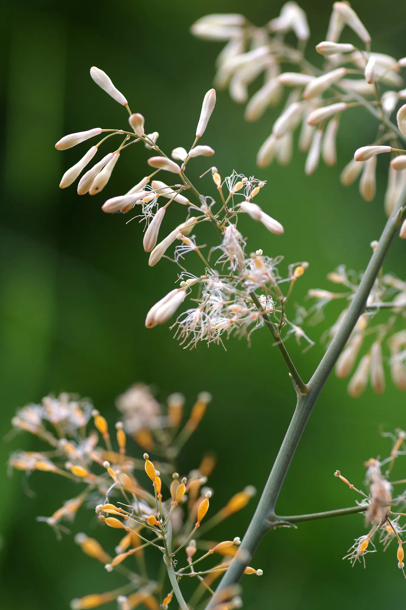 Plume Poppy (Macleaya Cordata) — white flowers in the garden; the leaves are an intricate blue-green