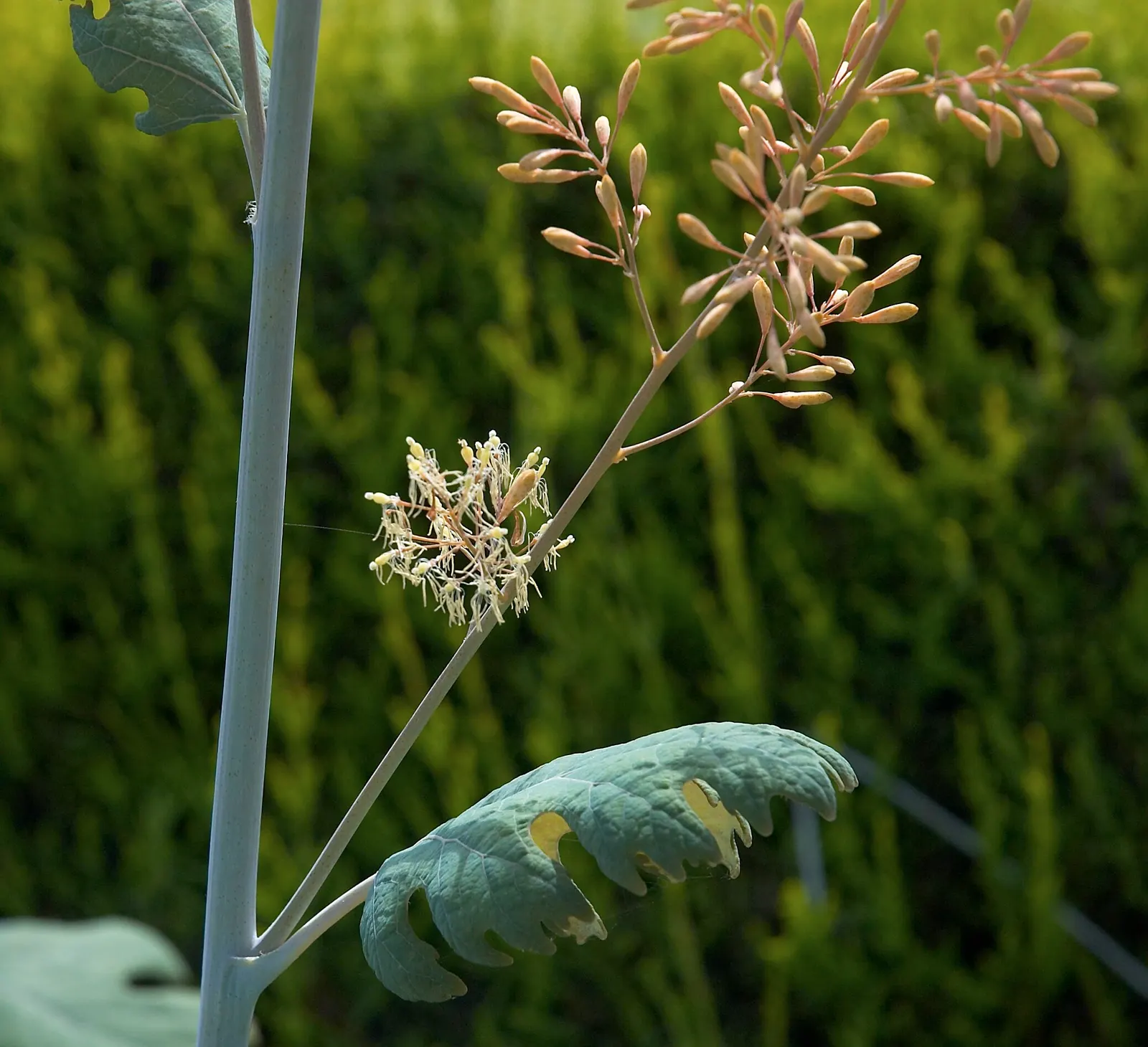 Plume Poppy (Macleaya Cordata) — offering valuable vertical interest.<br><br>Thriving in USDA hardiness zones 3 through 8