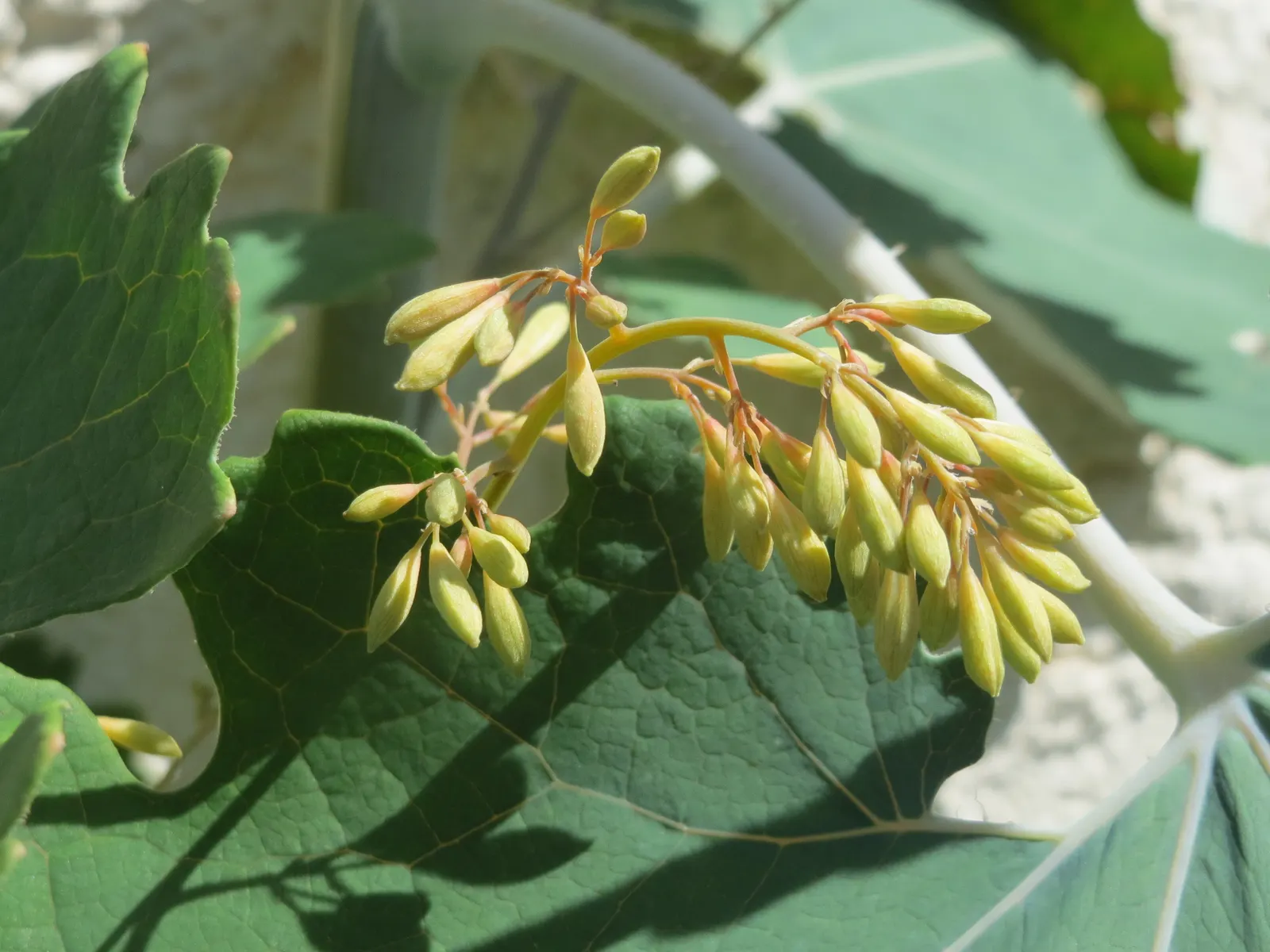 Plume Poppy (Macleaya Cordata) — Macleaya cordata prefers full sun to partial shade and grows best in well-drained soil; easy to care for, this species