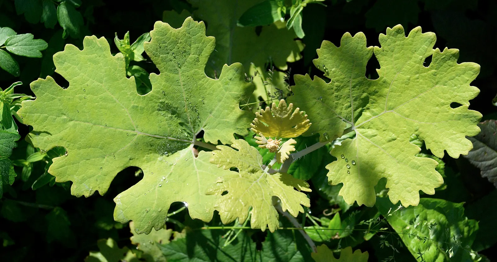 Plume Poppy (Macleaya Cordata) — creating a captivating display that brings a soft contrast to denser plants within the garden