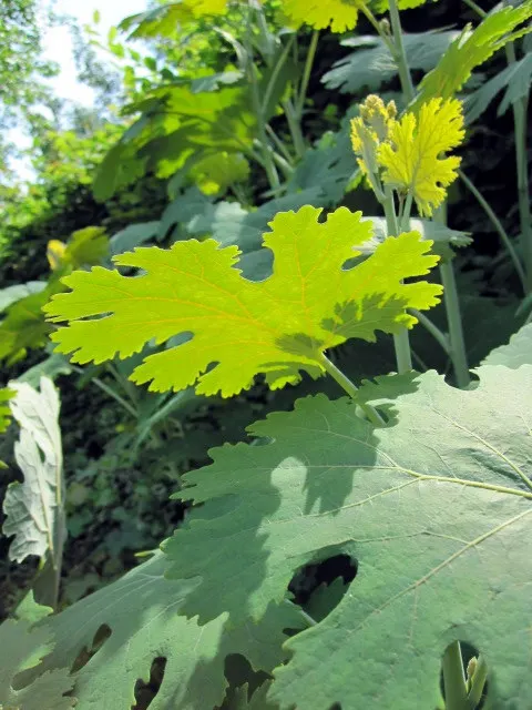 Plume Poppy (Macleaya Cordata) — Renowned for its silvery-green; the leaves are an intricate blue-green