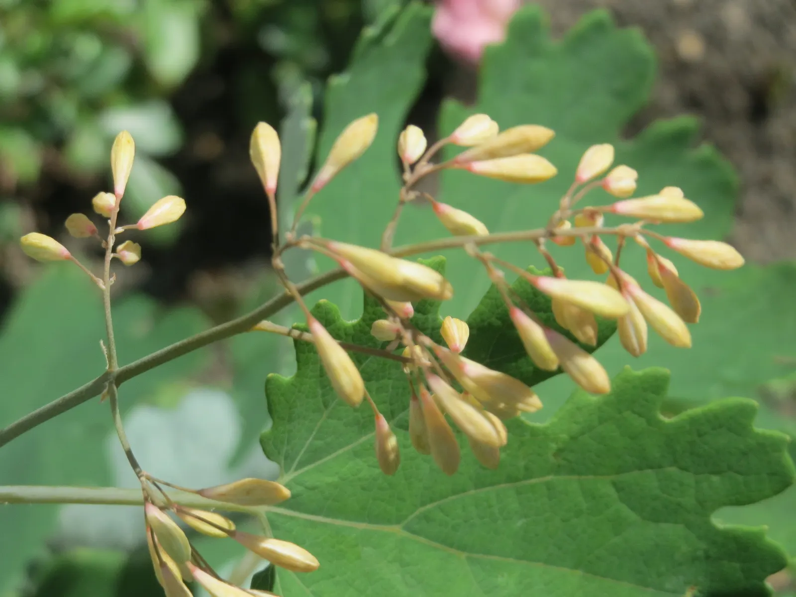 Plume Poppy (Macleaya Cordata) — ivory to soft pink flowers resembling feathery plumes in summer; easy to care for, this species provides robust foliage and
