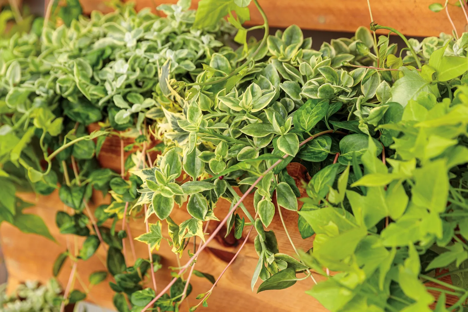 Maculata Vinca Vine (Vinca major) — Dark green leaves with unevenly variegated yellow-green centers, Self-cleaning, no deadheading necessary, image 5