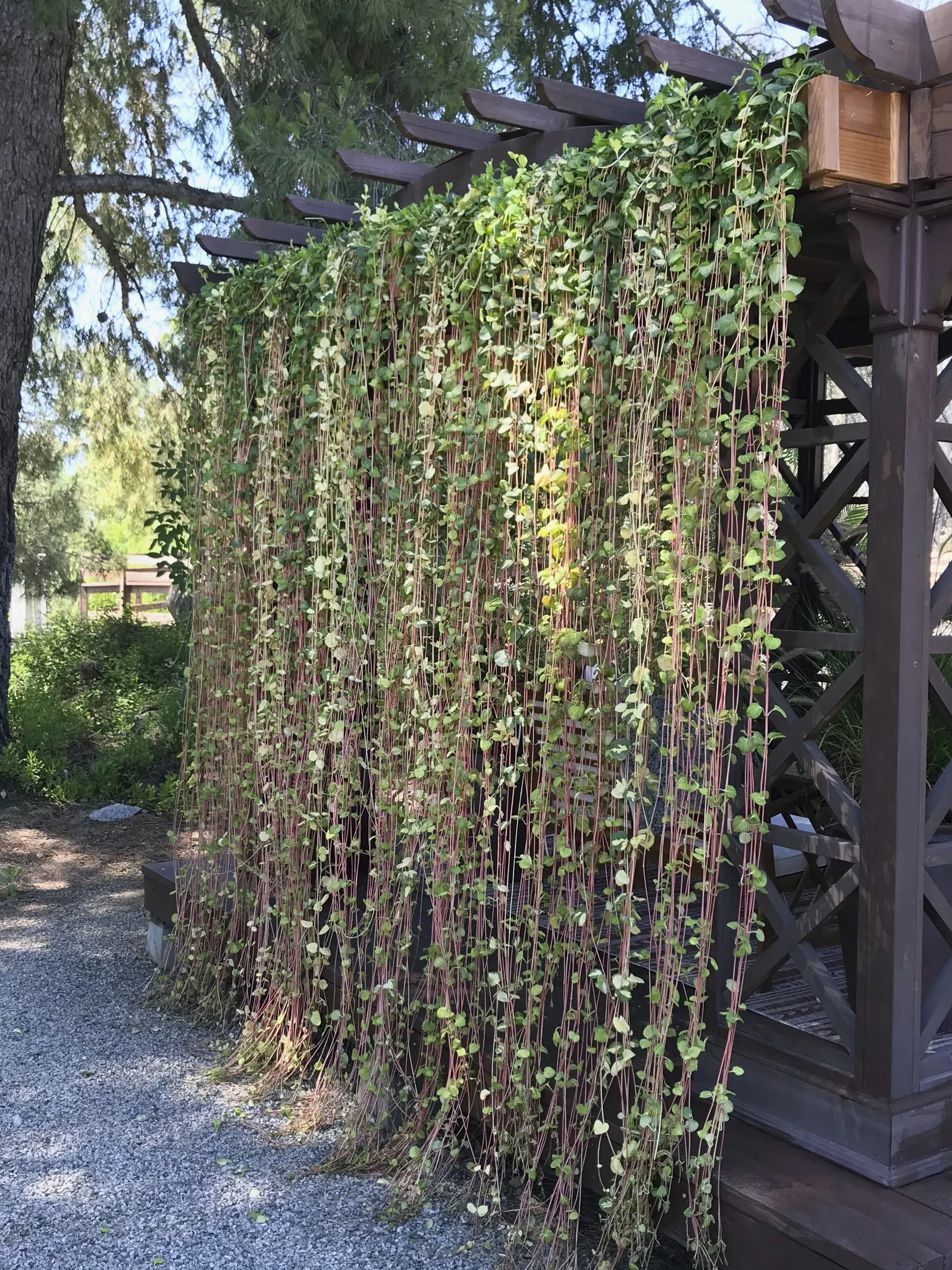 'Wojo's Jem' Vinca Vine (Vinca major) — Dark green leaves with a creamy white center and violet spring flowers; information and resources