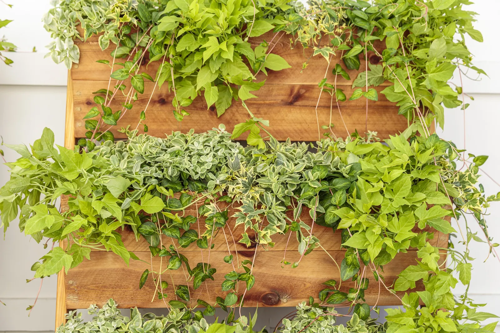 Maculata Vinca Vine (Vinca major) — Dark green leaves with unevenly variegated yellow-green centers, Self-cleaning, no deadheading necessary, image 14