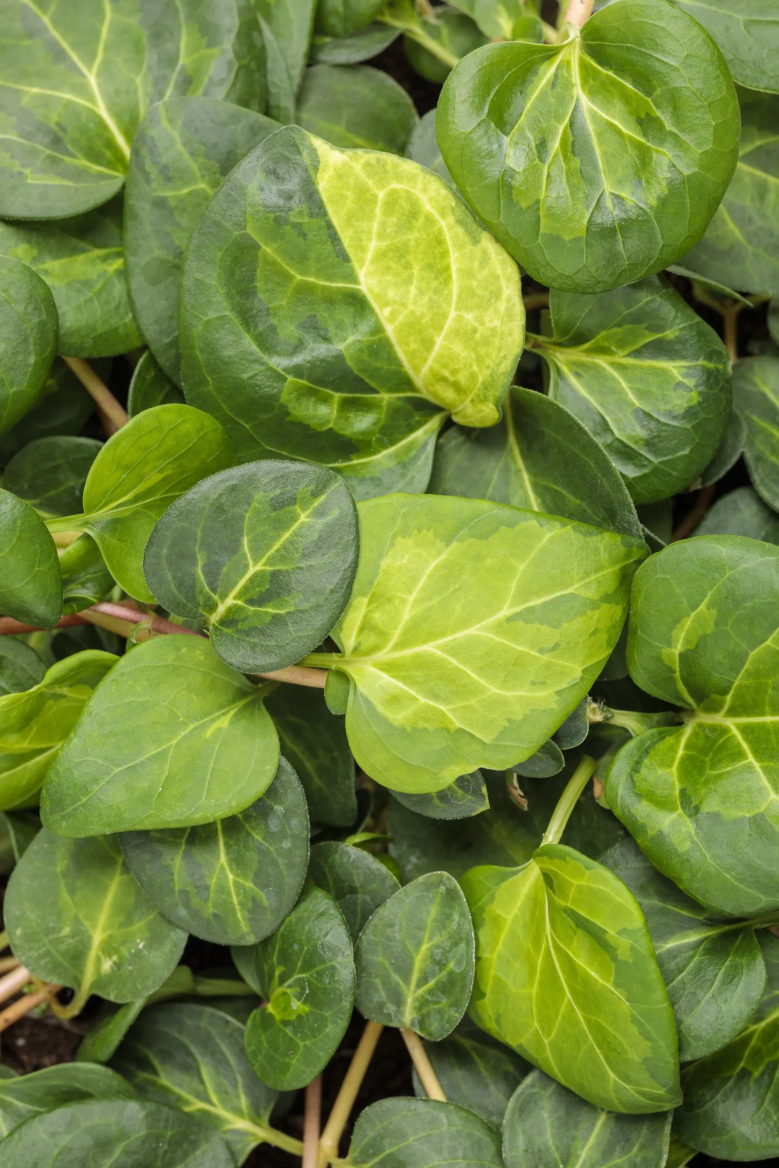 Maculata Vinca Vine (Vinca major) — Proven Winners - Maculata - Vinca Vine - Vinca major blue blue-true plant details, information and resources, image 25