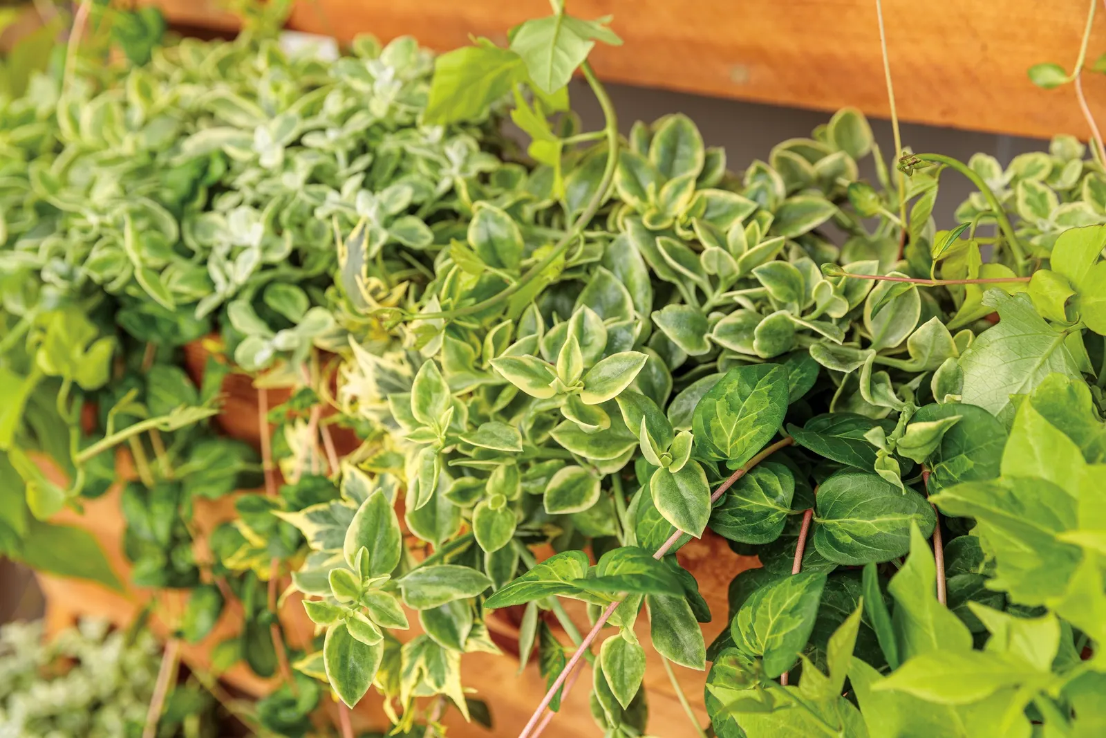 Maculata Vinca Vine (Vinca major) — Dark green leaves with unevenly variegated yellow-green centers, Self-cleaning, no deadheading necessary, image 8