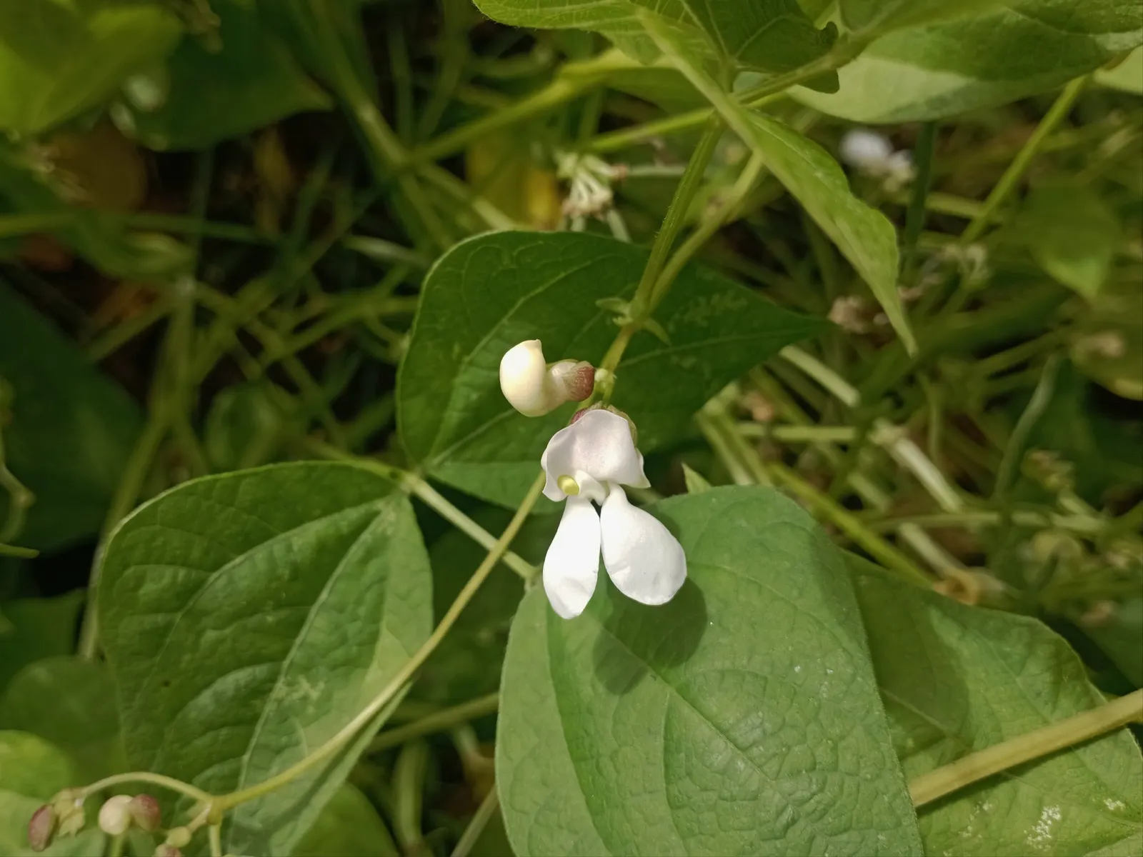 Green Cassia (Senna Nemophila) — Attracts butterflies and is relatively pest-free; it is capable of adapting to a range of soil types, though it, image 52