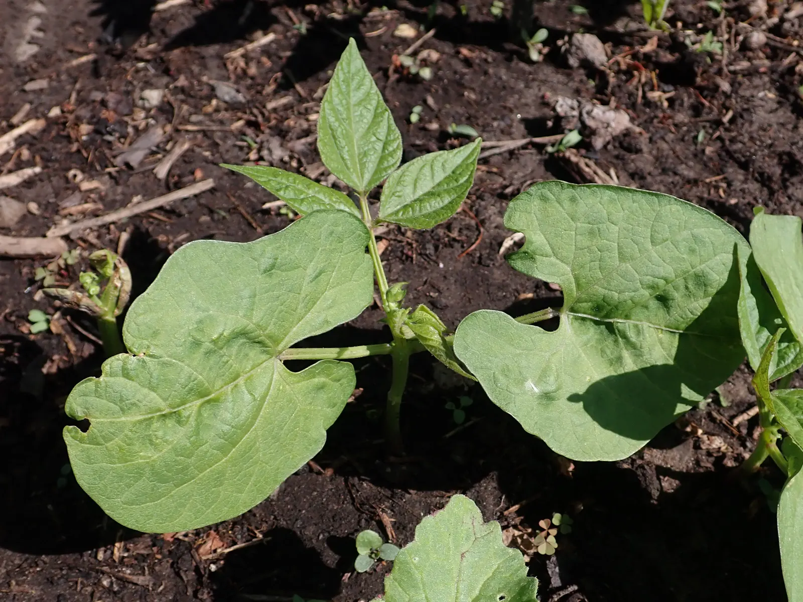 Green Cassia (Senna Nemophila) — Attracts butterflies and is relatively pest-free; it is capable of adapting to a range of soil types, though it, image 75