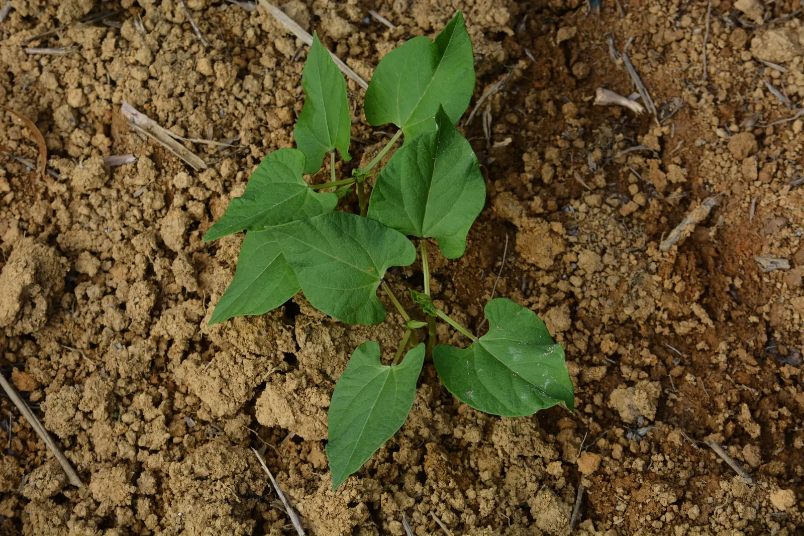 Green Cassia (Senna Nemophila) — It provides year-round interest with minimal need for irrigation or fertilization once established; senna, image 65