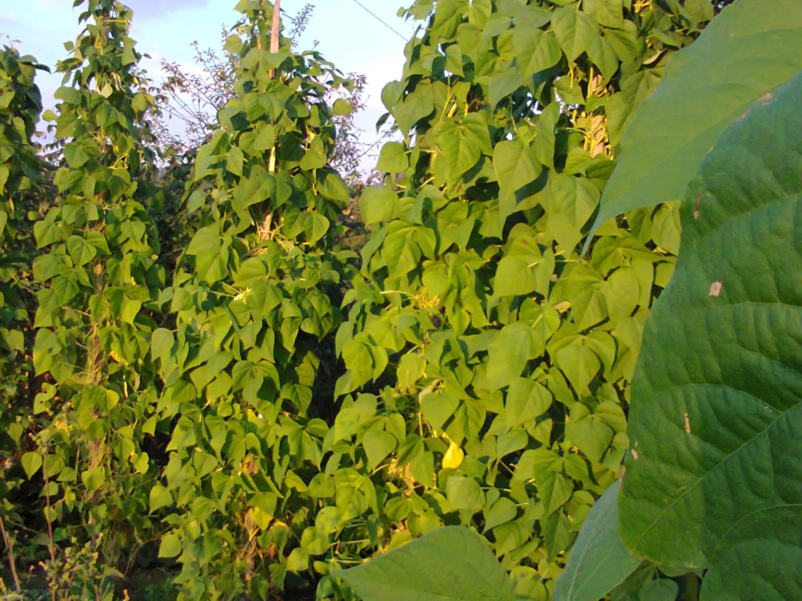 Green Cassia (Senna Nemophila) — Ideal for adding vibrant color and texture to landscape designs; pinnate leaves with several pairs of leaflets, image 55
