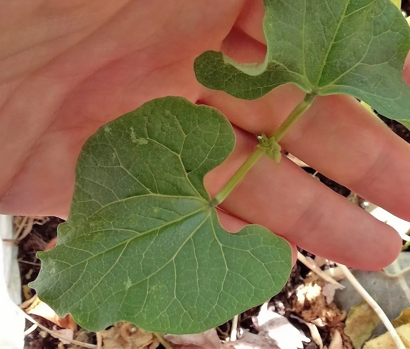 Green Cassia (Senna Nemophila) — Senna nemophila prefers well-drained soils with full sun exposure; which emerge in clusters known as inflorescences, image 61