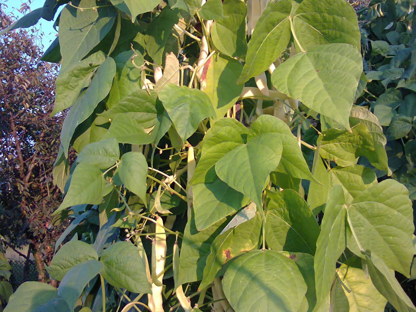 Green Cassia (Senna Nemophila) — When placing this plant in a garden design; native to the arid regions of Australia, image 64
