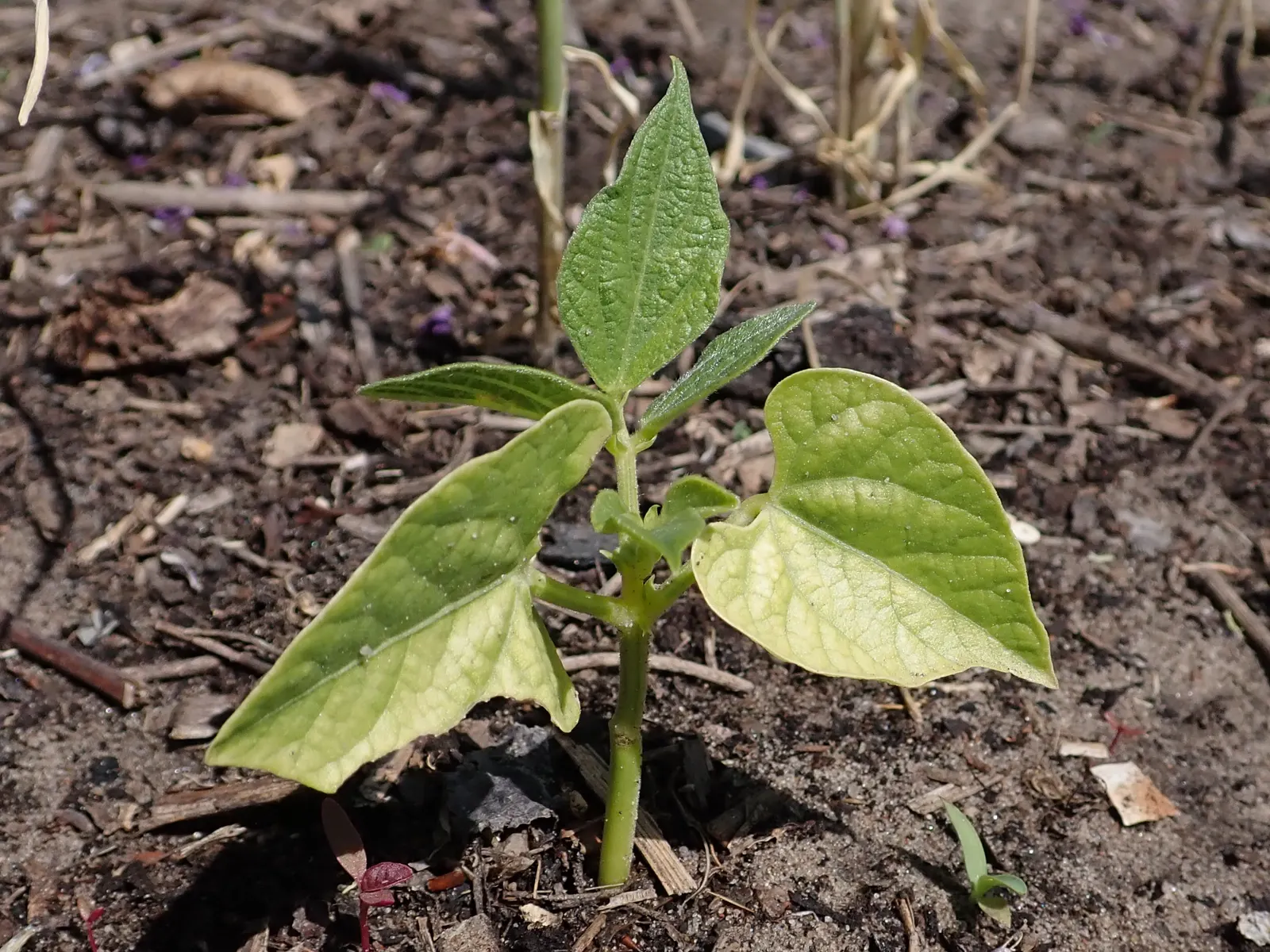 Green Cassia (Senna Nemophila) — Its deciduous foliage is equally attractive; it provides year-round interest with minimal need for irrigation or fertilization