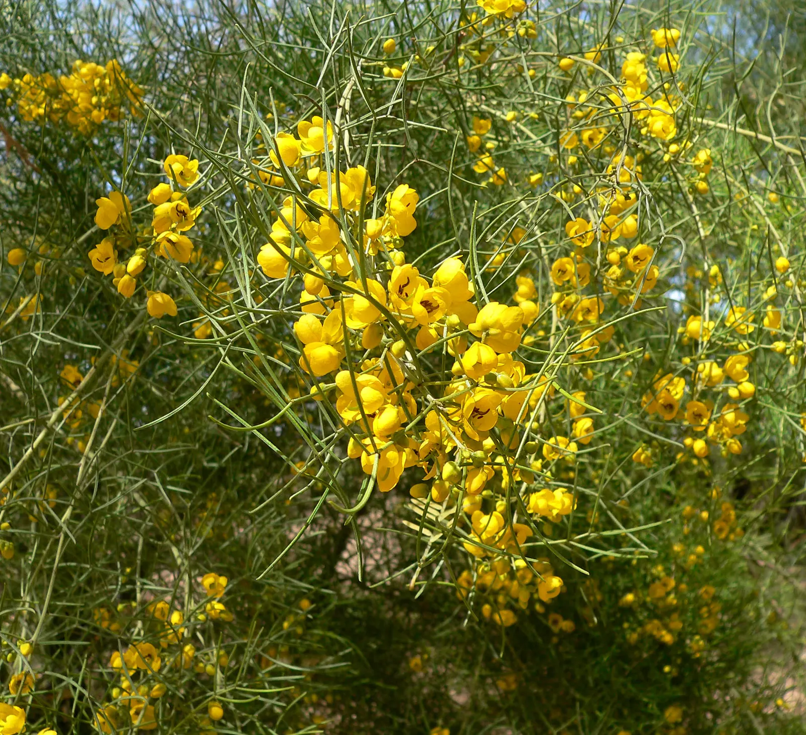 Green Cassia (Senna Nemophila) — and occasionally throughout the year in the right conditions, image 35