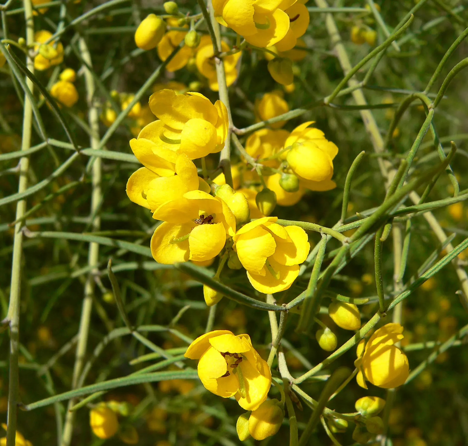 Green Cassia (Senna Nemophila) — Senna nemophila prefers well-drained soils with full sun exposure; which emerge in clusters known as inflorescences