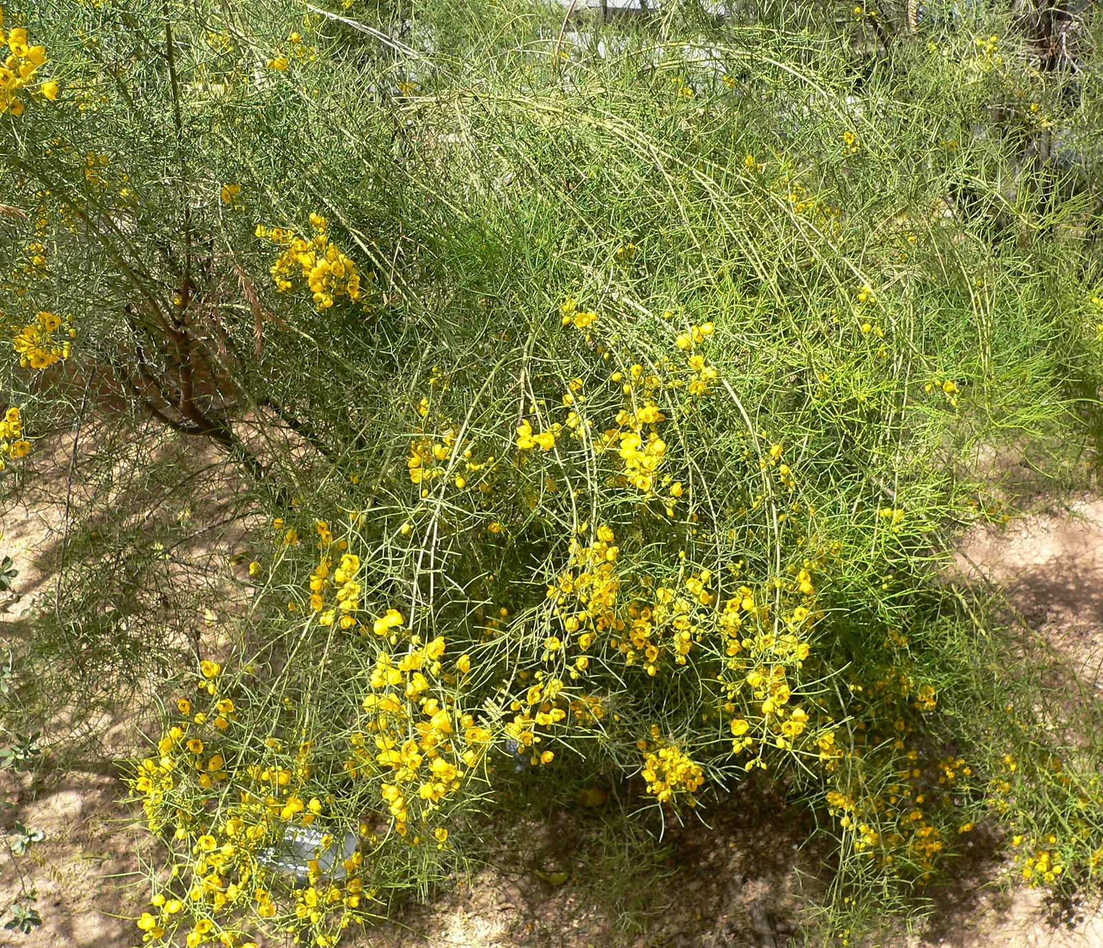 Green Cassia (Senna Nemophila) — It displays bright yellow flowers in spring and grows to a moderate size of 5-10 ft tall and wide