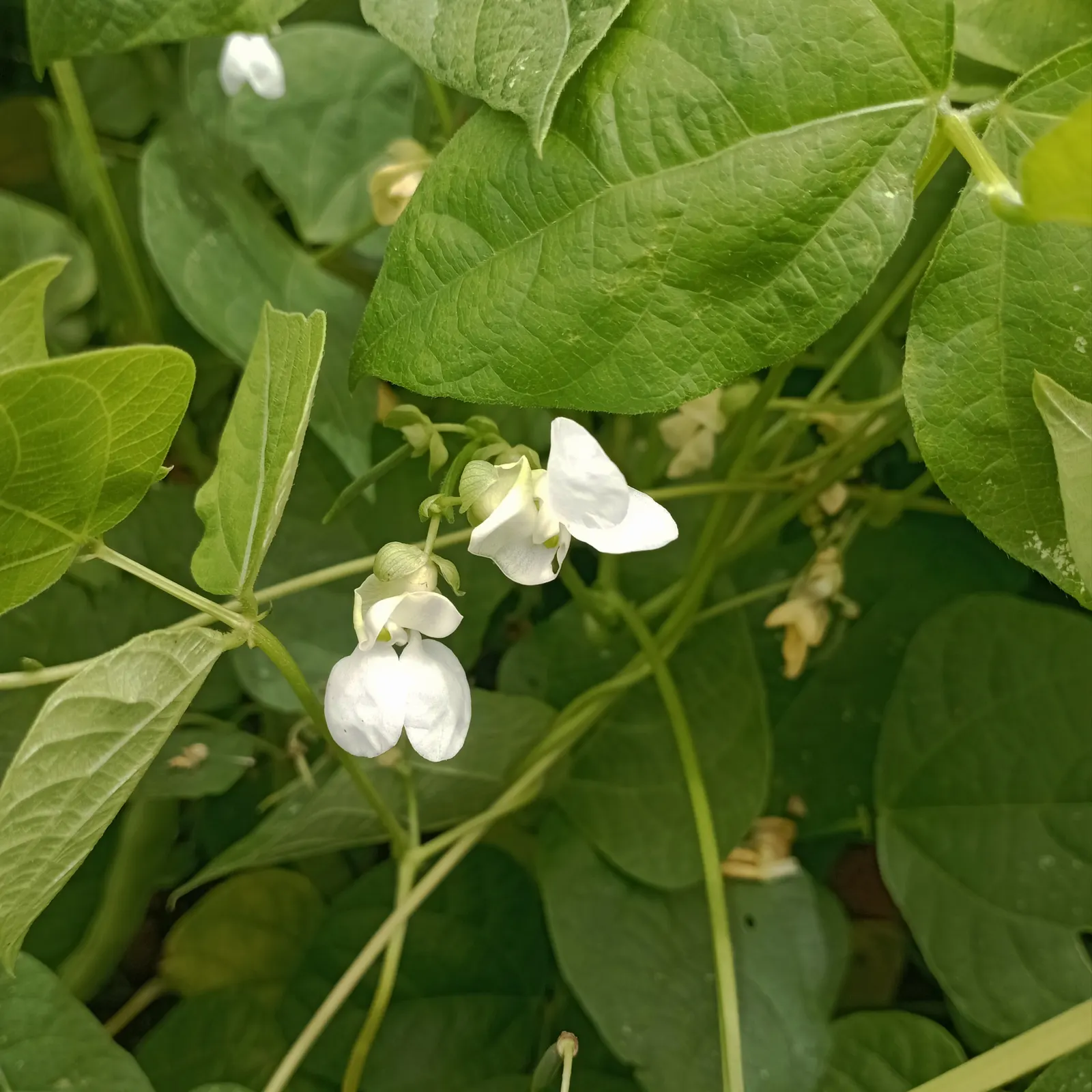 Green Cassia (Senna Nemophila) — When placing this plant in a garden design; native to the arid regions of Australia
