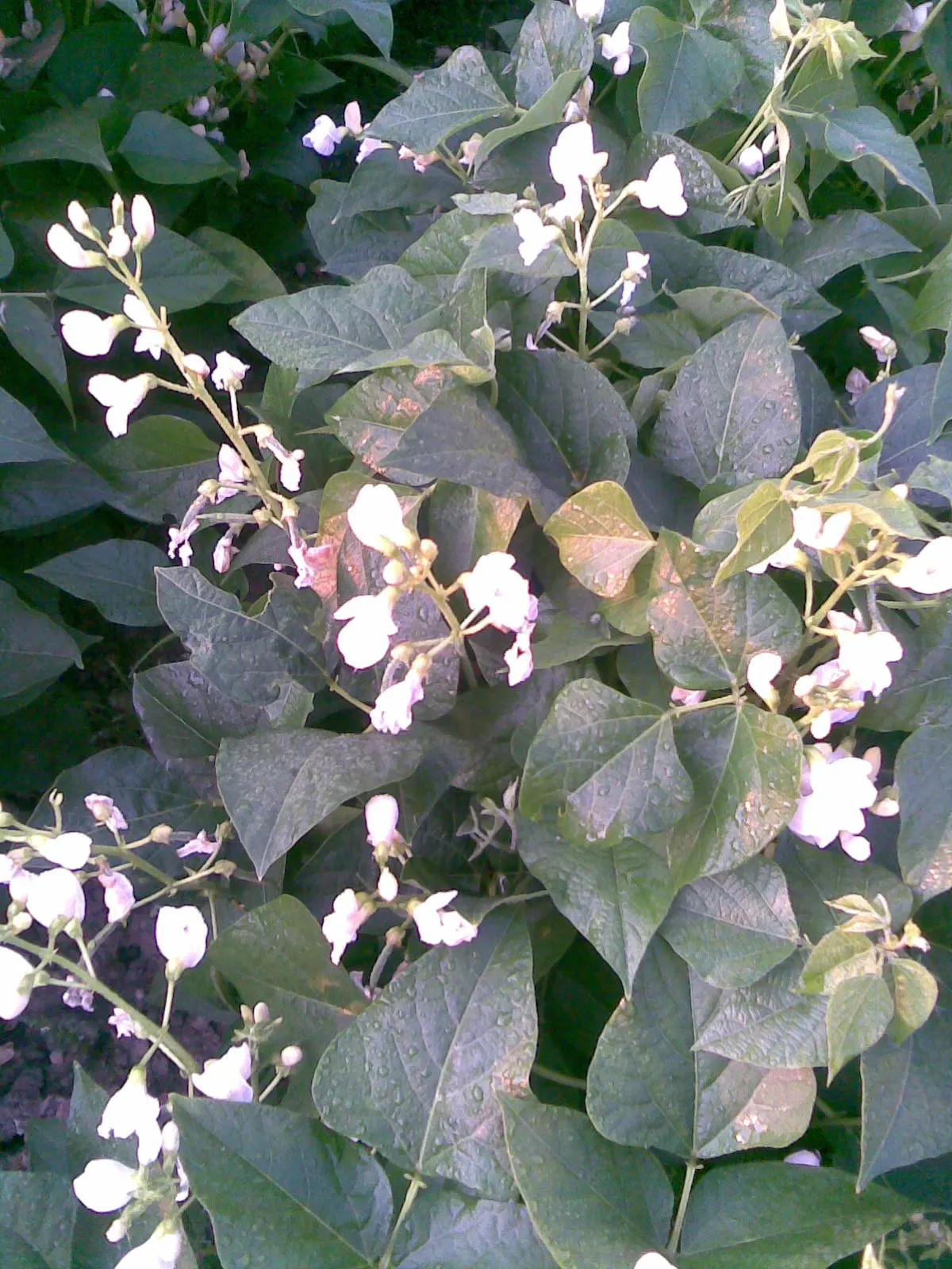 Green Cassia (Senna Nemophila) — shrub with yellow blooms; its deciduous foliage is equally attractive