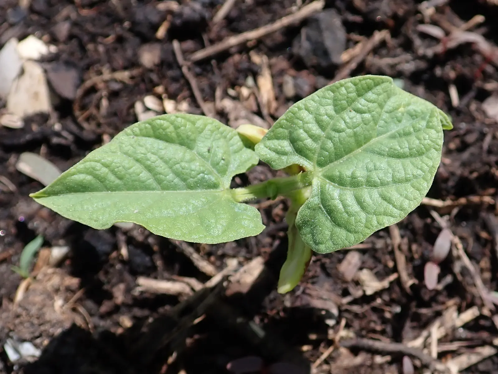 Green Cassia (Senna Nemophila) — Prune lightly post-flowering to maintain shape