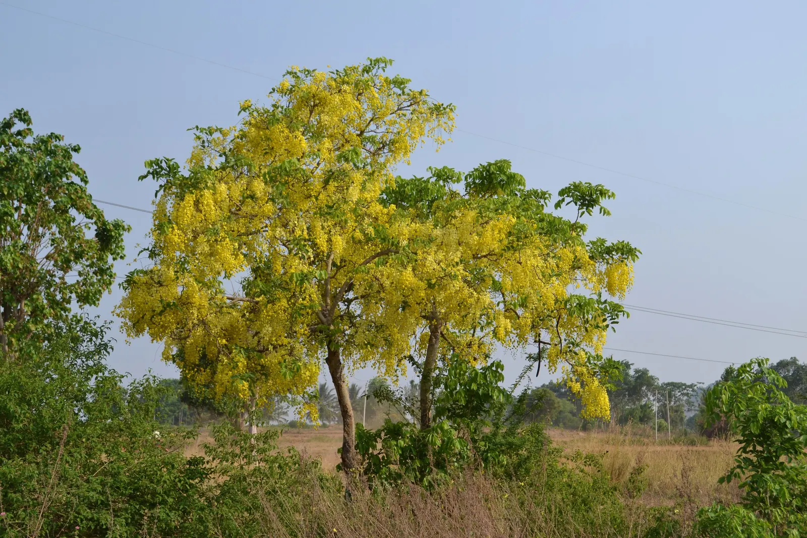 Green Cassia (Senna Nemophila) — making it a practical and sustainable choice for a variety of outdoor spaces