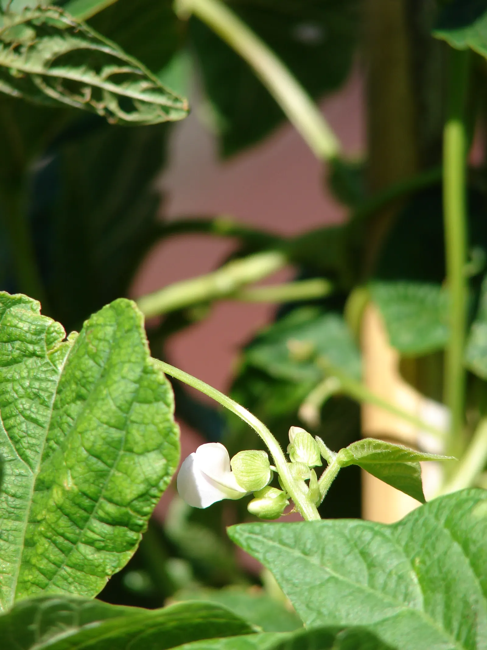 Green Cassia (Senna Nemophila) — When placing this plant in a garden design