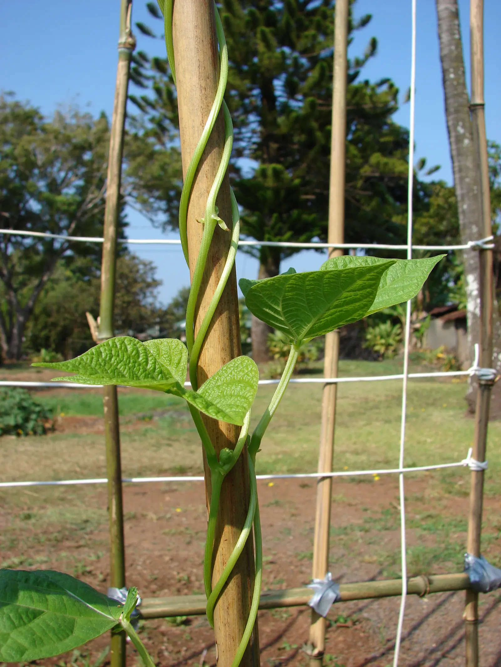Green Cassia (Senna Nemophila) — native to the arid regions of Australia
