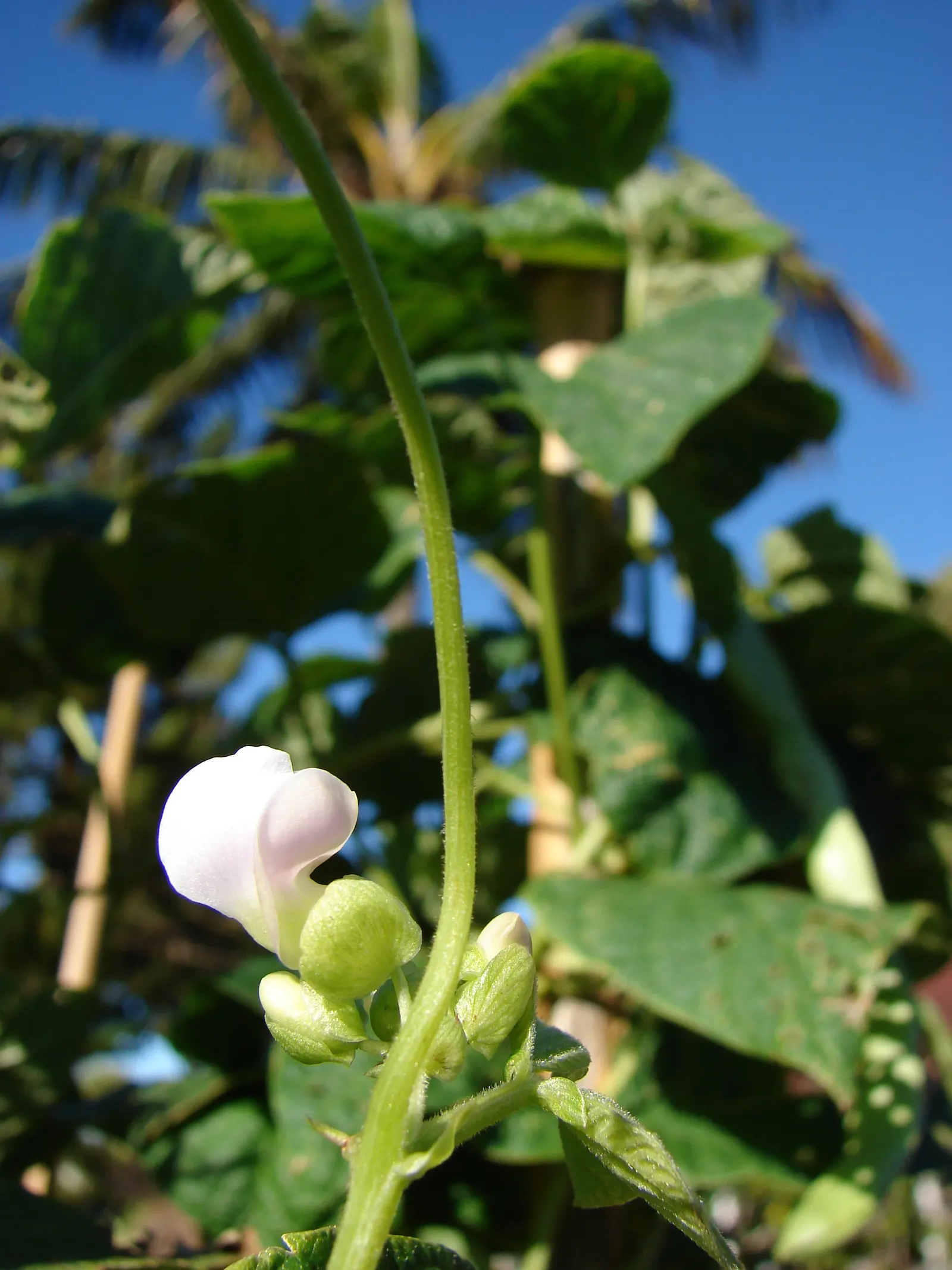 Green Cassia (Senna Nemophila) — scientifically known as Senna nemophila