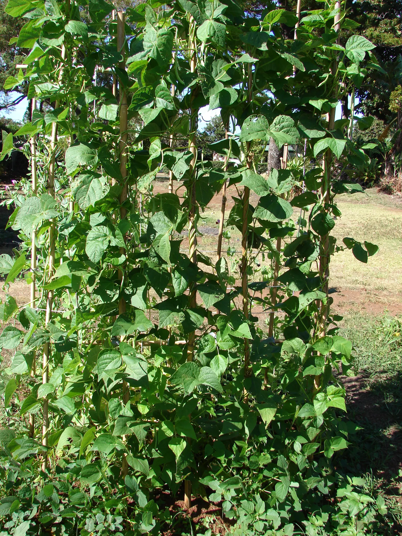 Green Cassia (Senna Nemophila) — which emerge in clusters known as inflorescences; yellow flowers in the garden